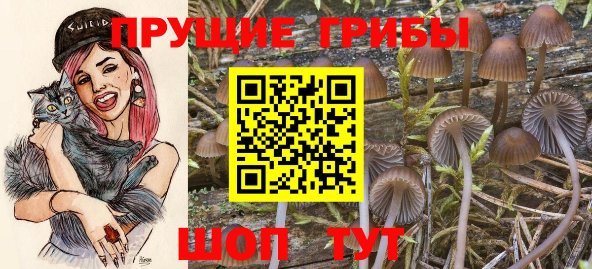 Долгопрудный  Галлюциногенные грибы Cubensis  Вход с VPN 